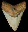Bargain, Megalodon Tooth - North Carolina #67271-1